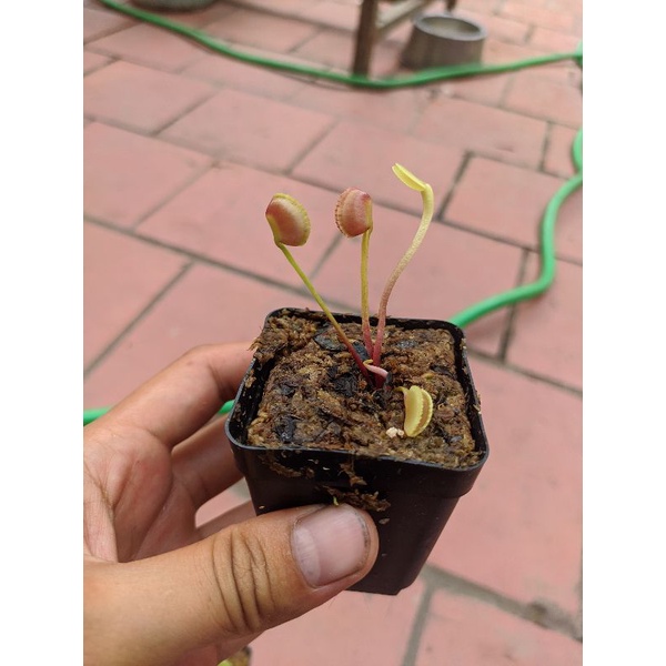 cây bẫy kẹp  adentate