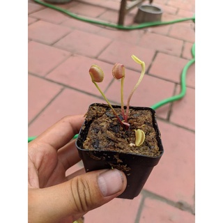Cây bẫy kẹp adentate
