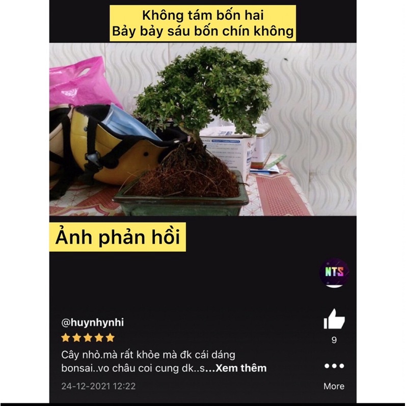Caykiengsadec cây linh sam hạt gạo, bonsai mini sam hạt gạo tân phú, trang trí sân nhà