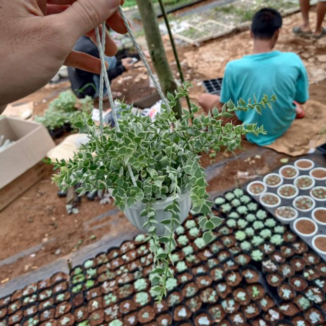 Cây lan Tim cẩm thạch - chậu treo