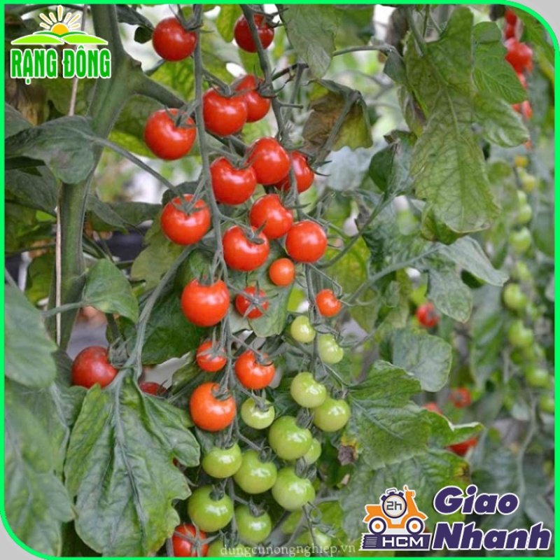 Hạt giống Cà Chua Cherry Đỏ Lai F1 Sinh Trưởng Vô Hạn, Trồng Quanh Năm (gói 0,1 gram) - Hạt Giống Rạng Đông