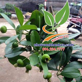 Cherry brazil chịu nhiệt