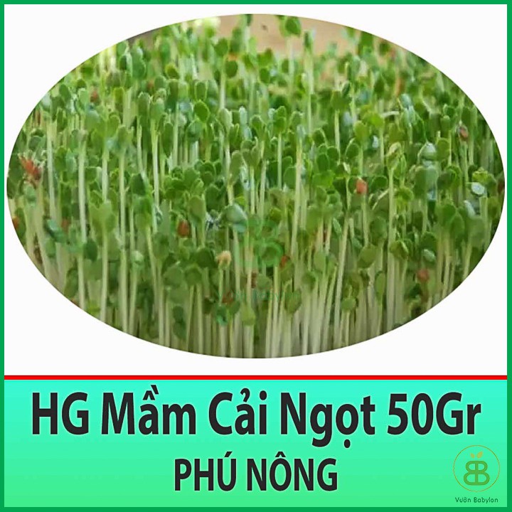 Hạt Giống Rau Mầm Cải Ngọt 50Gr - Hạt Giống Cải Mầm Dinh Dưỡng Cao