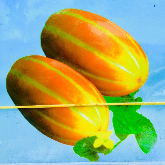 50 Hạt giống dưa gang dưa vàng thái lan f1 - Dưa trái Oval rất thơm