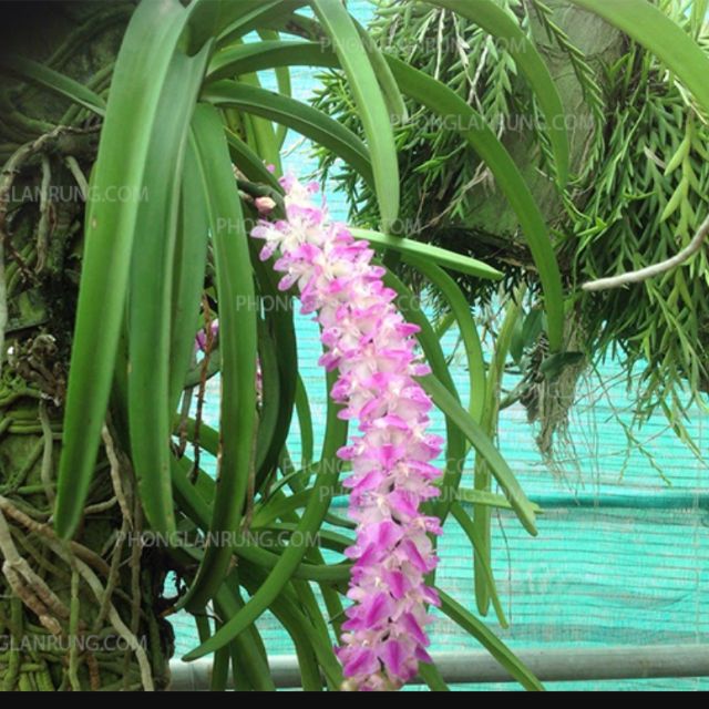 Phong lan sóc lào