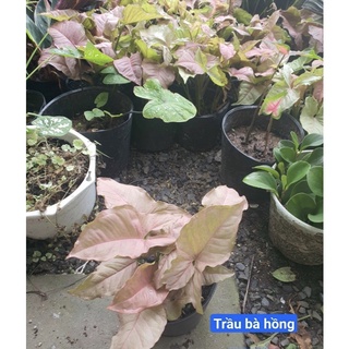 Combo trầu bà hồng + trầu bà trắng