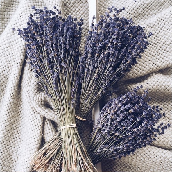 🍁 80 Gr (KHOẢNG 170 - 200 CÀNH) TRUE LAVENDER 🍁 Hoa khô Decor, quà tặng, trang trí nhà cửa