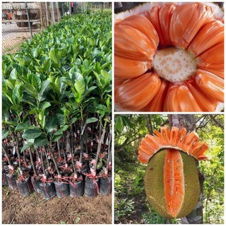 Mít ruột đỏ sơ đỏ Malaysia