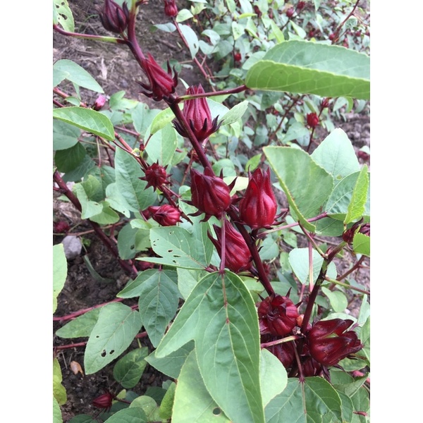 Hoa atiso đỏ tươi [LOẠI ĐÃ TÁCH HẠT LOẠI 1kg] - Hibiscus - Bụp giấm | BigBuy360 - bigbuy360.vn