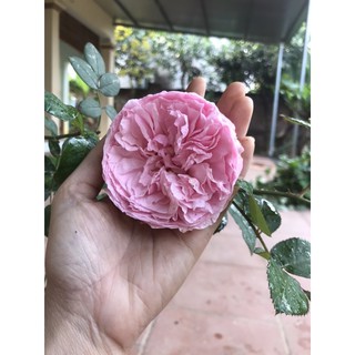 cây hoa hồng Carey
