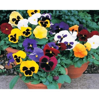 Hạt giống Hoa PANSY mix (100H)