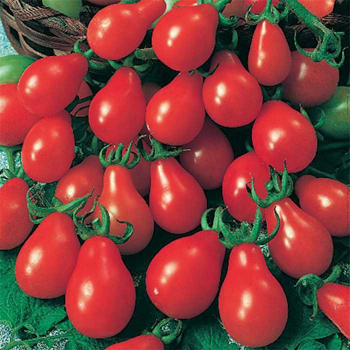 [Mới] - Hạt giống cà chua bi hồ lô đỏ giá rẻ - Thuận Duy Shop