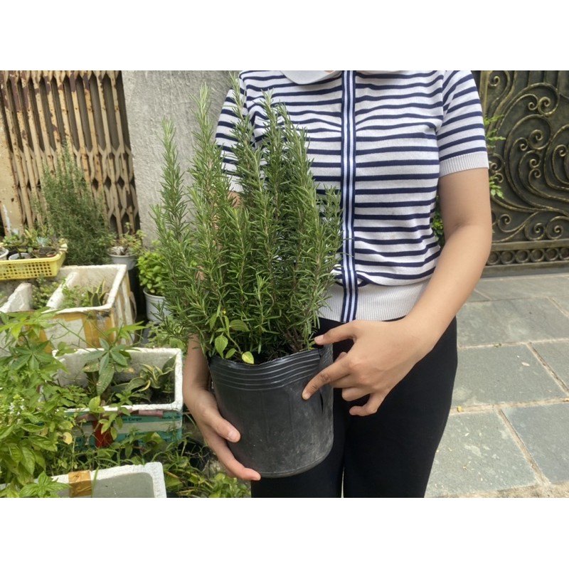 CÂY ROSEMARY - HƯƠNG THẢO BỤI LỚN 25-30cm