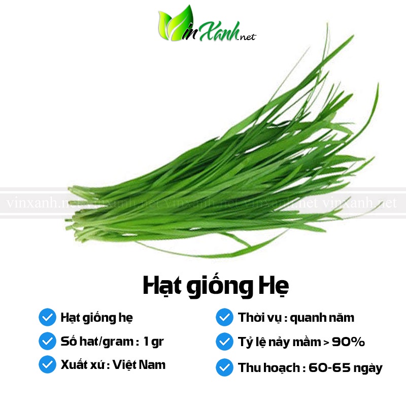 Hạt giống hẹ - NGUYÊN GÓI hàng công ty tuyển chọn tỷ lệ này mầm cao