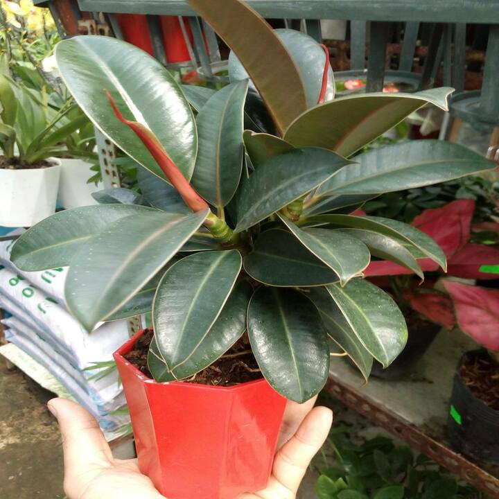 cây đa búp đỏ