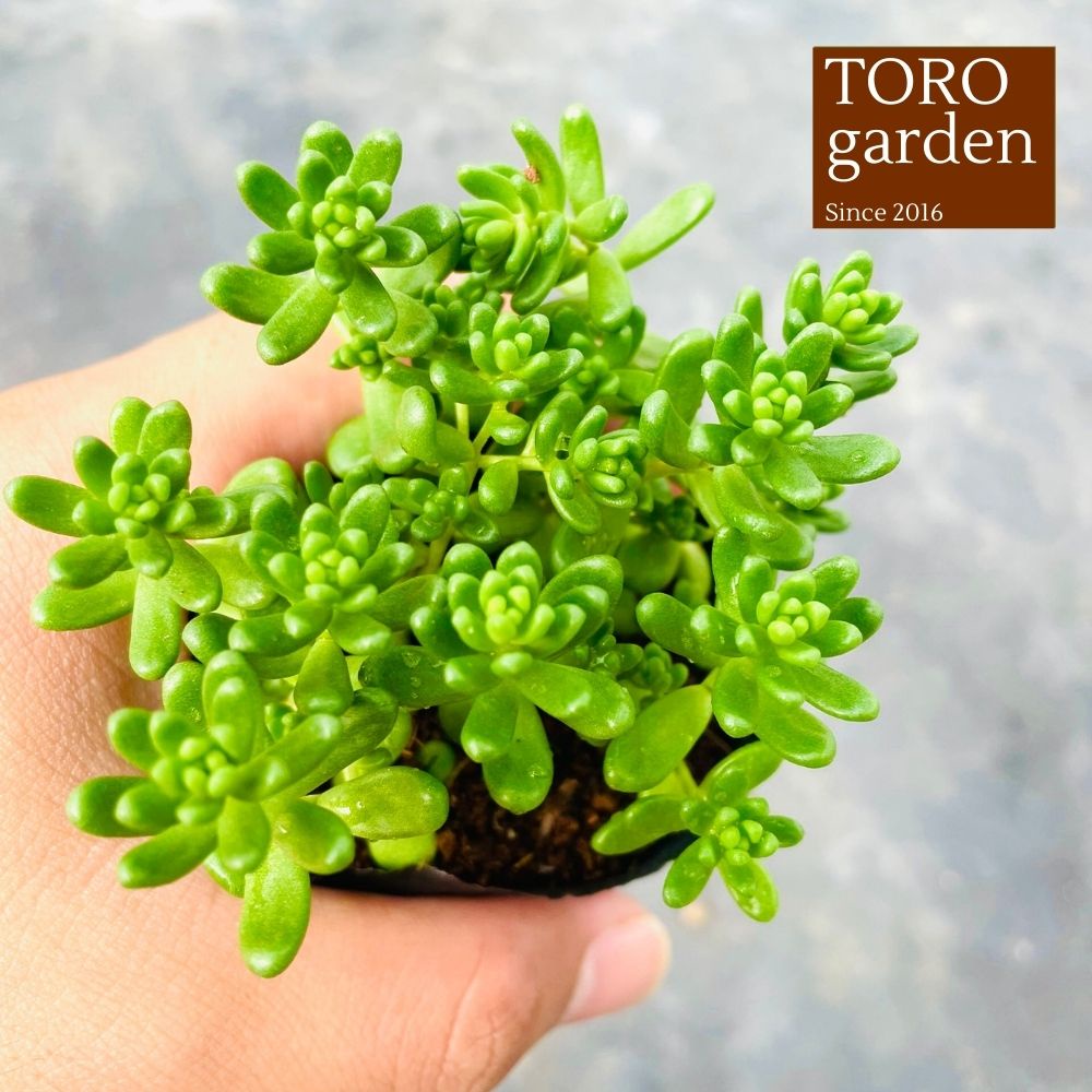 SEN ĐÁ SEDUM KẸO ĐÀ LẠT SIZE BÉ, SIÊU KHOẺ ĐẸP, THUẦN MỌI KHÍ HẬU, HƯ 1 ĐỔI 1