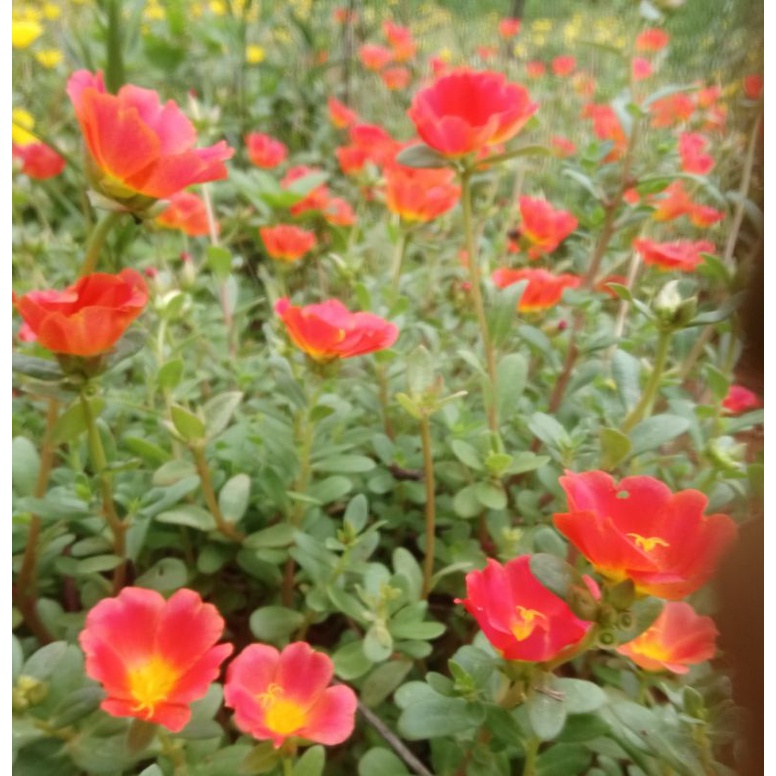 1kg 10 giờ sam vàng, cam, đỏ