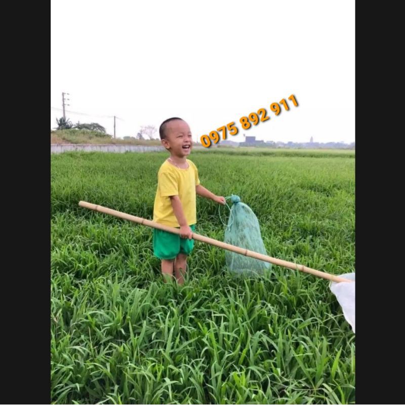 VỢT CÀO CÀO - CHO CHIM CẢNH ĂN