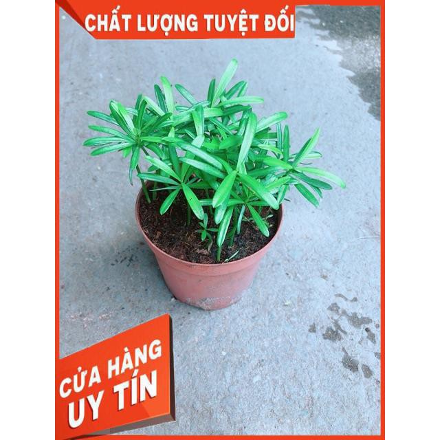 Cây Tùng Vạn Niên