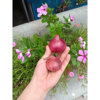 (1kg) CỦ HÀNH TÍM ẤN ĐỘ, TO CHẮC CỦ.