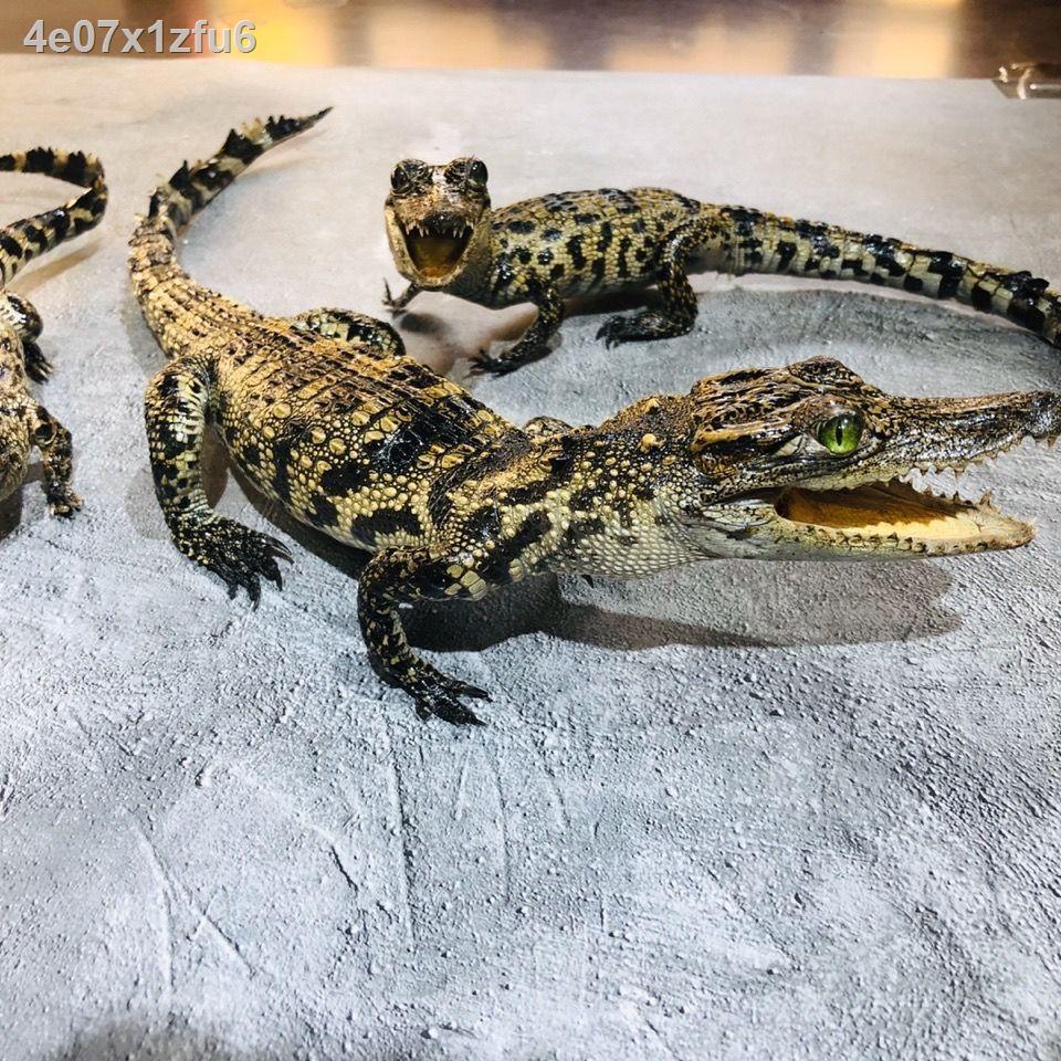 ▧ ✟  ♤Đồ trang trí mô phỏng hình cá sấu & chơi @