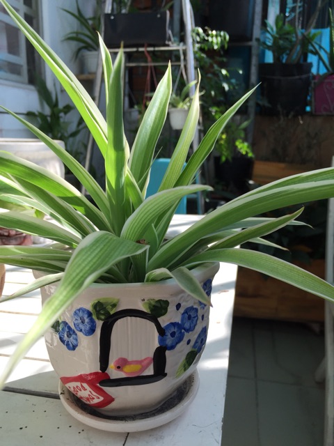 Combo 5 cây lan chi