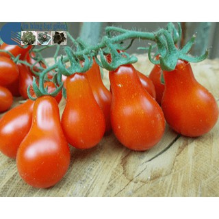 Gói 0.5GR hạt giống Cà Chua Lê Đỏ