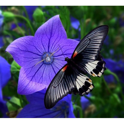 Bán buôn Hạt giống hoa Cát Cánh 100 Hạt (Platycodon Grandiflorum) bao đẹp