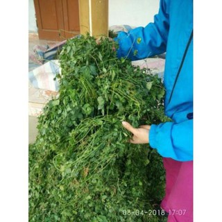 Giảo Cổ Lam 5 lá Hoà Bình 1kg