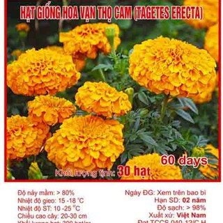 Hạt Giống Hoa Cúc Vạn Thọ Cam [shop uy tín]