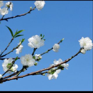 Cây đào trắng giống, cánh kép