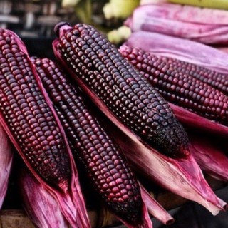 Hạt Giống Bắp Tím Gói 5gr