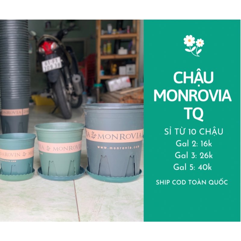 Chậu nhựa trồng cây MONROVIA siêu bền chậu trồng cây, chậu cây cảnh mini, để bàn, treo ban công, treo tường, cao cấp