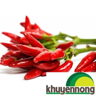 30 Hạt giống ớt chỉ thiên