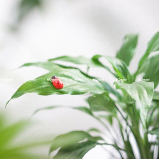 Cây Lan Ý để bàn (chậu hạt dẻ)