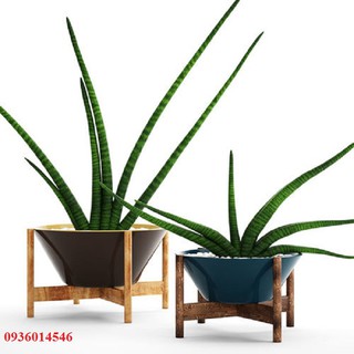 cây nanh heo - Cây ngàà voii (Size 60-70cm)