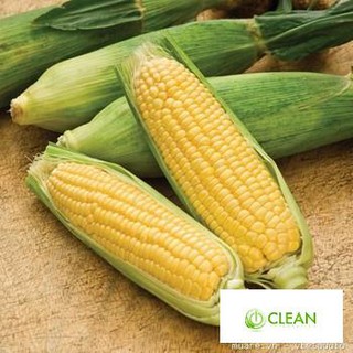 Hạt giống Bắp ngọt, Bắp Mỹ