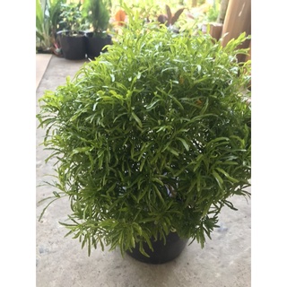 caykiengsadec cây đinh lăng thái+ tặng phân bón