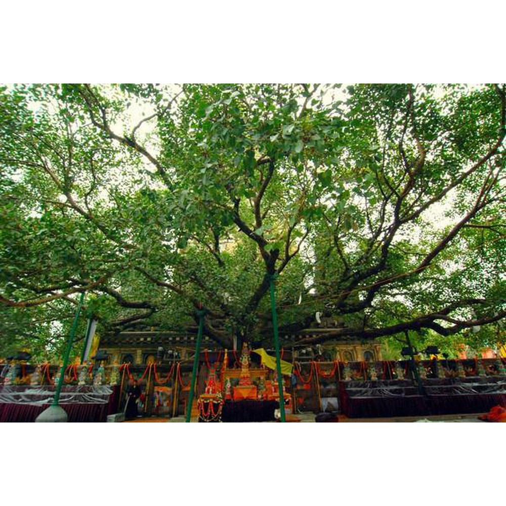 Lá bồ đề Quan Âm Bồ Tát | BigBuy360 - bigbuy360.vn