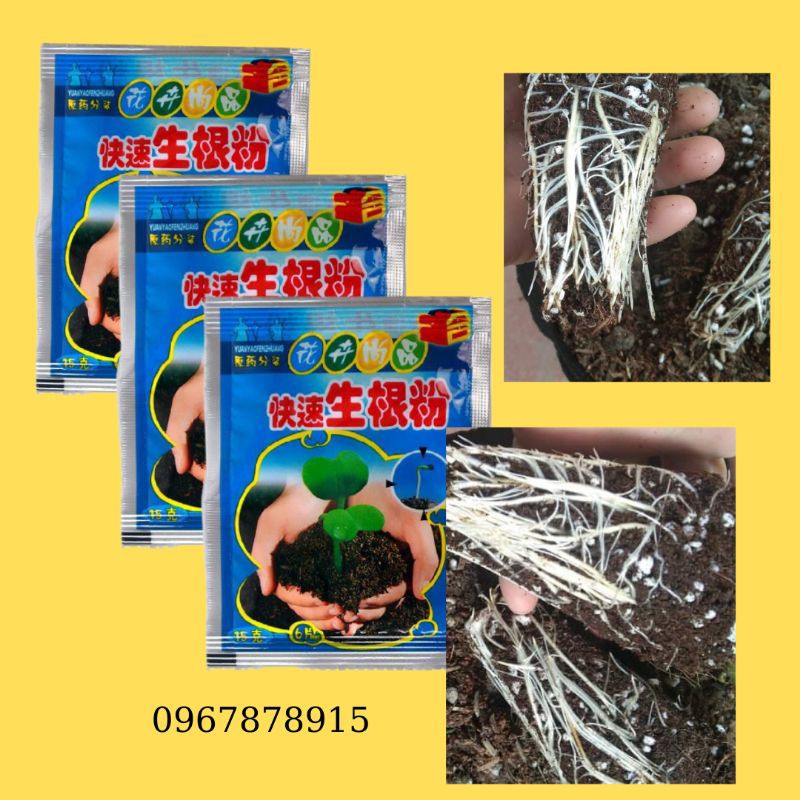 10 gói mầm ra rễ cực mạnh