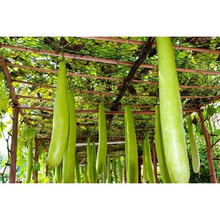 HẠT GIỐNG BẦU SAO 10 HẠT