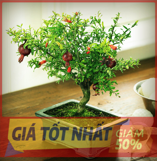 CÂY LỰU LÙN GIỐNG ( LỰU LÙN BONSAI )