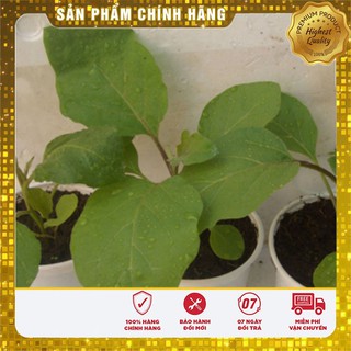 Bộ gói hạt giống Cà pháo (cà bát) (cà trứng) trắng