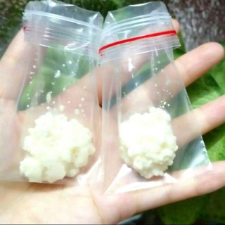Nấm sữa kefir 5gr