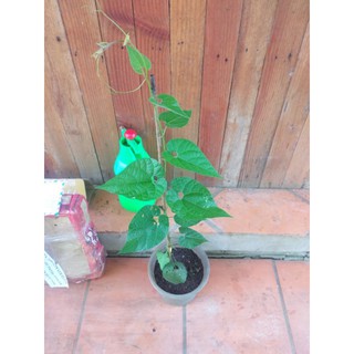 Cây giống La hán quả