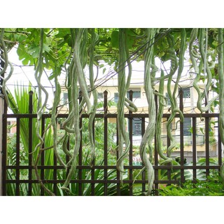 Hạt Giống Mướp Rắn