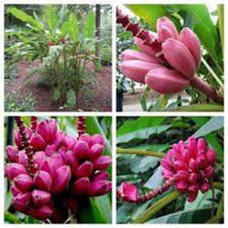 Hạt giống Chuối Đỏ DACCA siêu quả dễ trồng