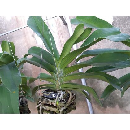 Hoa lan giáng hương ngọc điểm trắng