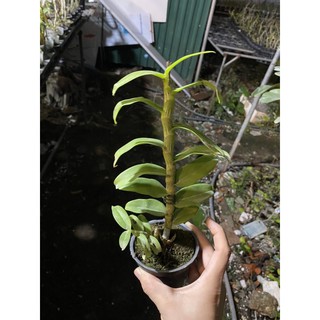 Lan ( trầm rồng đỏ)