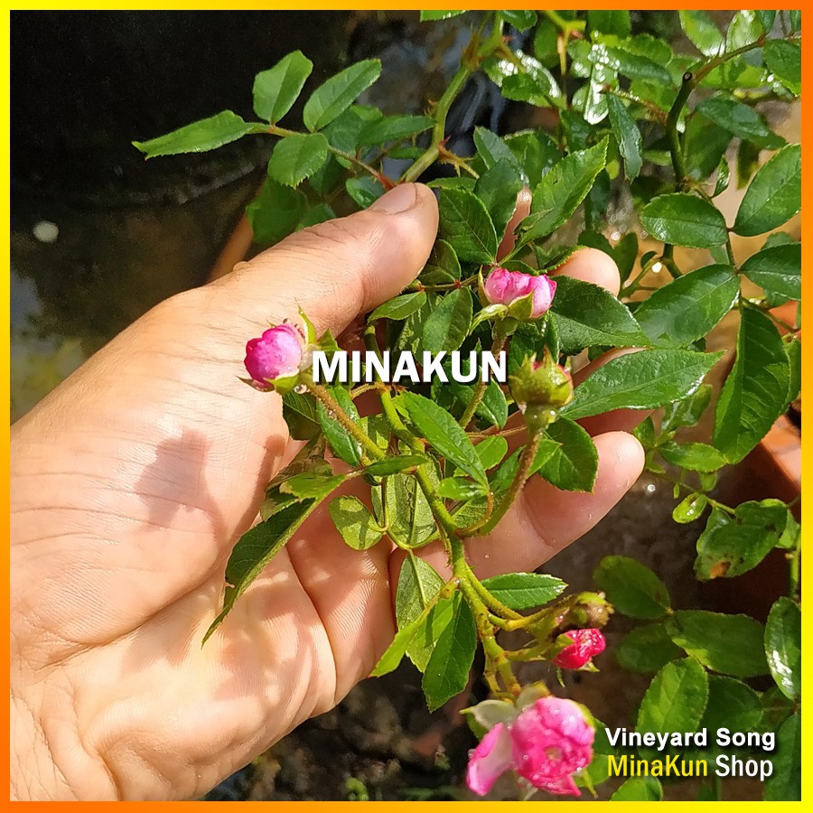 Hoa hồng ngoại Vineyard Song tím (leo) bông chùm rủ cực đẹp - MinaKun Shop